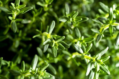 Thymian in der Natur, Heilkunde und Küche als Gewürz, Duftstoff und Heilpflanze