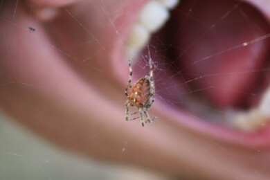 Spinnenphobie - Ursachen, Symptome und Behandlung