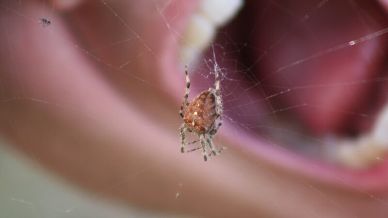 Die Entstehung einer Spinnenphobie und wie man die Arachnophobie erkennen und behandeln kann