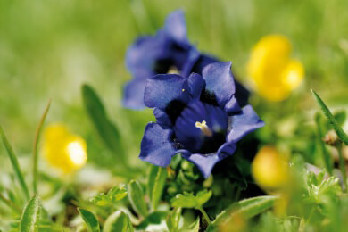 Enzian in der Natur und Heilkunde