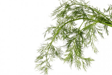 Dill in der Natur, Heilkunde und Küche als Gewürz