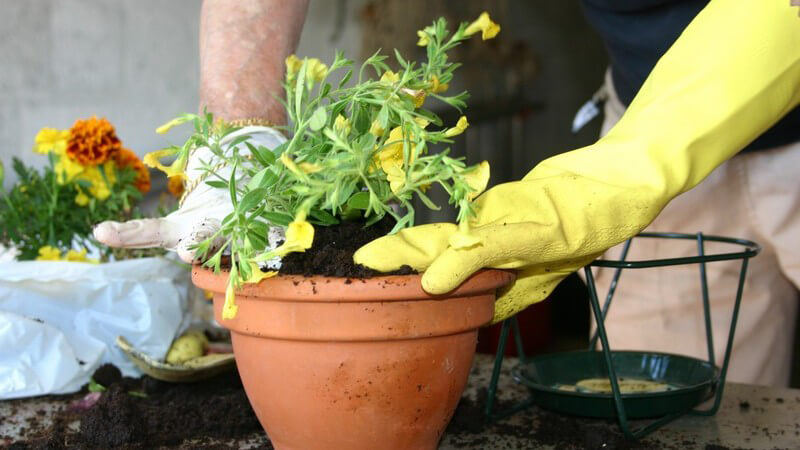 Je nach Pflanzenart und -größe bedarf es eines anderen Blumentopfes - es gibt viele verschiedene Arten in unterschiedlichen Materialien