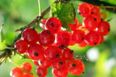 Die Johannisbeere in der Natur, Heilkunde und Küche