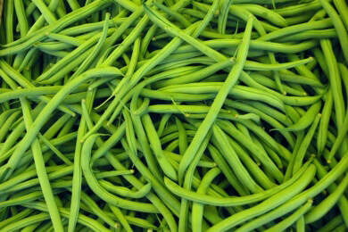 Die Gartenbohne in der Natur, Heilkunde und Küche