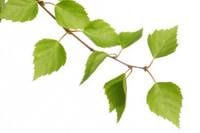 Die Birke in der Natur, Pflanzenheilkunde und Kosmetik