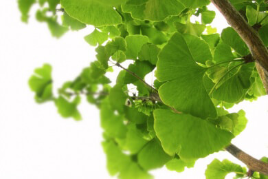 Ginkgo in der Natur und Heilkunde
