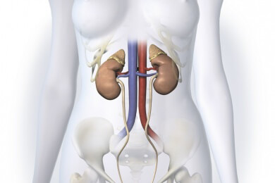 Urographie - Funktion, Anwendungsgebiete und Ablauf