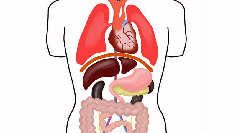 Funktion und Durchführung der Bauchspiegelung zur Überprüfung der inneren Organe