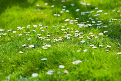 Augentrost in der Natur und Heilkunde als Heilpflanze für Augenprobleme