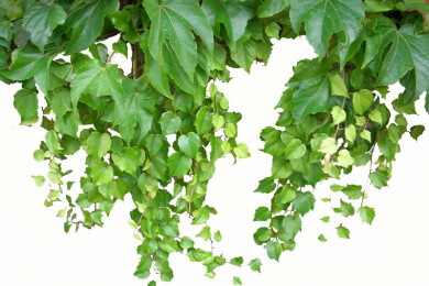 Efeu in der Natur und Heilkunde