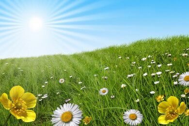 Blutwurz in der Natur und Heilkunde als heilkräftige Pflanze