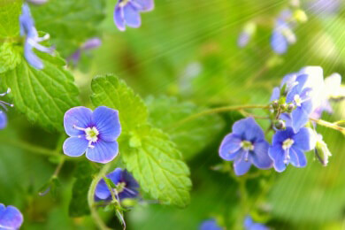 Erdrauch in der Natur und Heilkunde