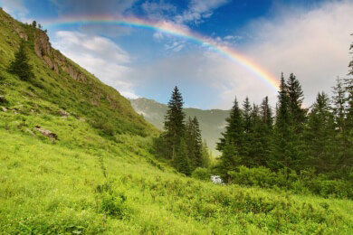 Färberginster in der Natur und Heilkunde