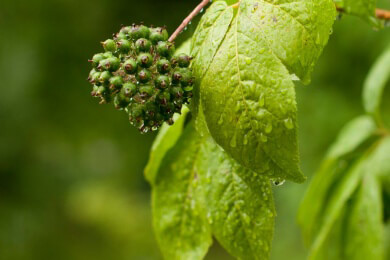 Ginseng in der Natur und Heilkunde