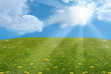 Goldrute in der Natur und Heilkunde als bewährte Heilpflanze