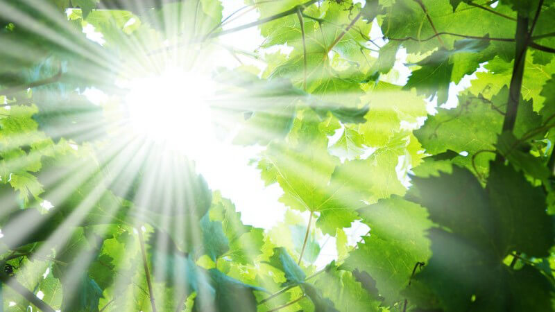 Merkmale und Standorte sowie Verwendung der Grindelia als Heilmittel