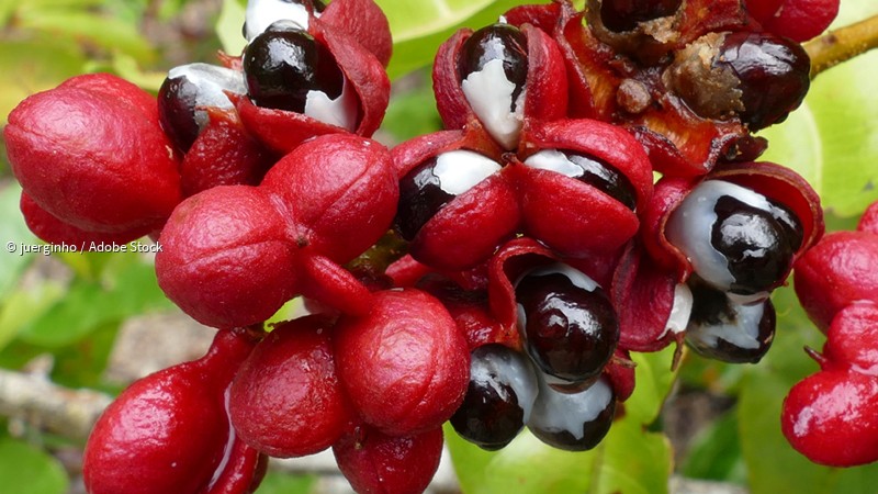 ᐅ Guarana in der Natur und Heilkunde