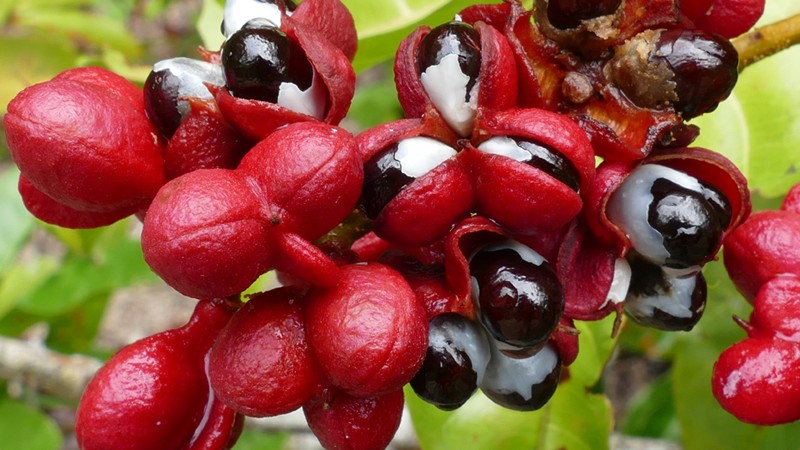 Rote Kapselfrüchte an einem Guarana-Strauch