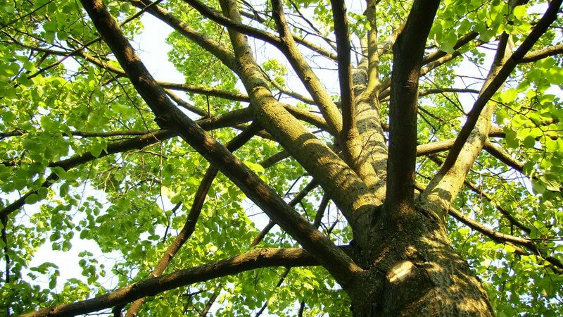 Merkmale und Standorte sowie Verwendung des Harongabaums als Heilmittel