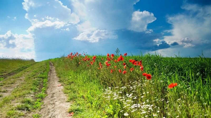 Merkmale, Standorte, Inhaltsstoffe und Verwendungsmöglichkeiten des Hohlzahns als Heilmittel