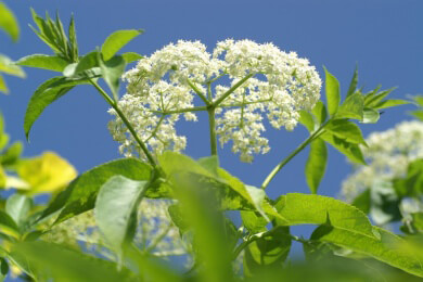 Holunderblüten und Beeren in der Natur, Heilkunde und Küche sowie als Färbemittel