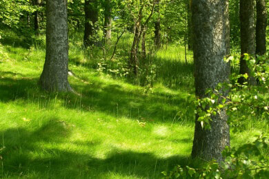 Kampferbaum in der Natur und Heilkunde
