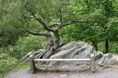 Kolabaum in der Natur und Heilkunde