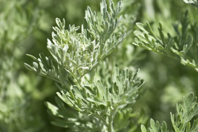 Wermut in der Natur und Heilkunde