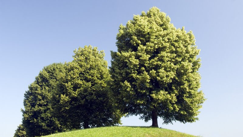 Linde in der Natur und Heilkunde