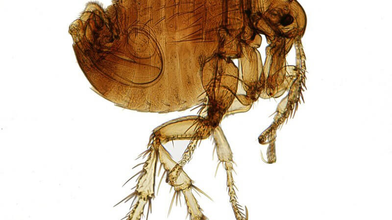 Die Entstehung eines Flohbefalls und wie man ihn erkennen und behandeln kann