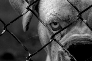 Hundebiss - Ursachen, Symptome, Behandlung und Vorbeugemöglichkeiten