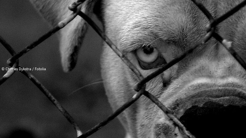 ᐅ Hundebiss - Ursachen, Symptome, Behandlung und Vorbeugemöglichkeiten