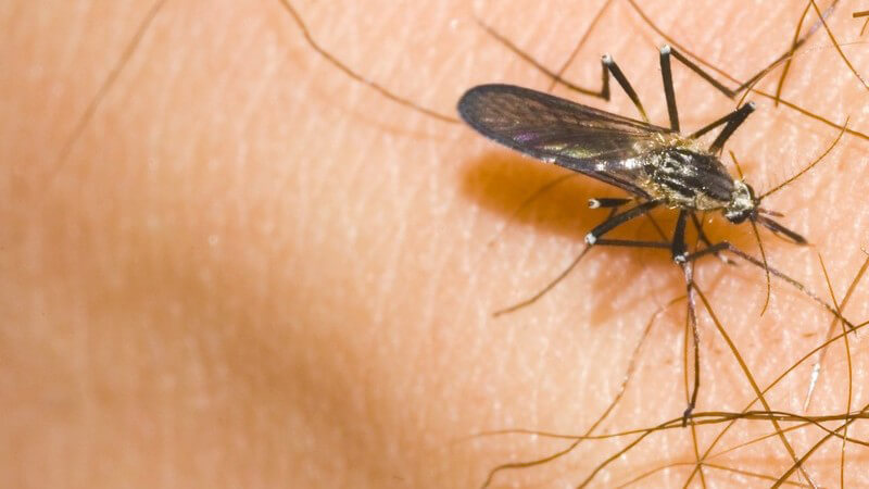 Die Entstehung einer Insektengiftallergie und wie man sie erkennen und behandeln kann