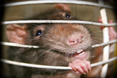 Lassa-Fieber - Ursachen, Symptome und Behandlung