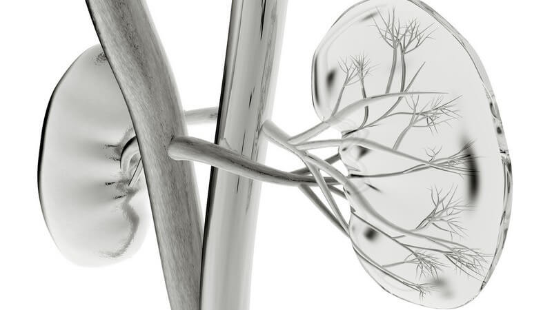 Die Entstehung einer Nierenentzündung und wie man die Nephritis erkennen und behandeln kann