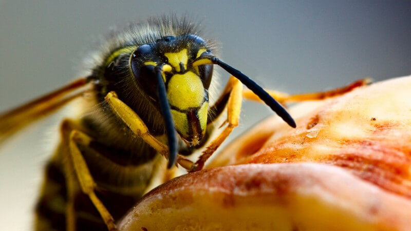 Die Entstehung von Wespenstichen und wie man sie erkennen und behandeln kann