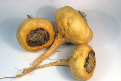 Maca in der Natur und Heilkunde