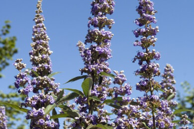 Mönchspfeffer in der Natur und Heilkunde