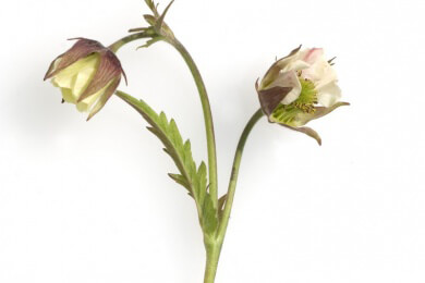 Nelkenwurz in der Natur und Heilkunde als Arzneipflanze