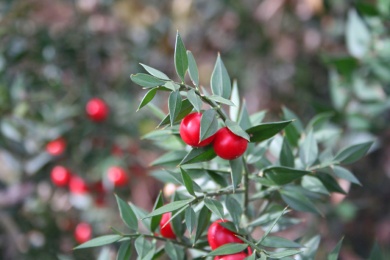 Mäusedorn in der Natur und Heilkunde