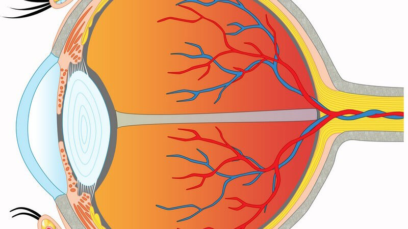 Anwendung und Ablauf der Ophtalmoskopie (Augenspiegelung vom Augenhintergrund)