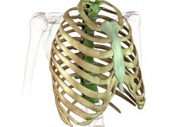 Anwendung und Ablauf der Pleurapunktion