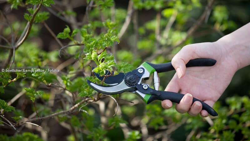 ᐅ Quassia in der Natur und Heilkunde