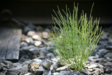 Ratanhia in der Natur und Heilkunde als traditionelle Arzneipflanze