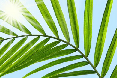 Sägepalme in der Natur und Heilkunde als traditionelles Heilmittel