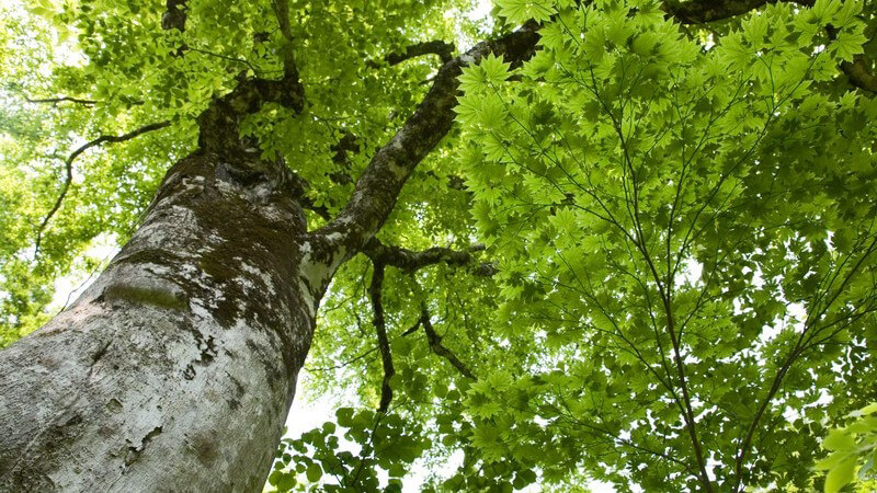 Merkmale, Standorte, Inhaltsstoffe und Verwendung des Sassafras als Heilmittel und Gewürz in der Küche