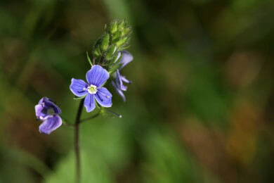 Spitzwegerich in der Natur und Heilkunde
