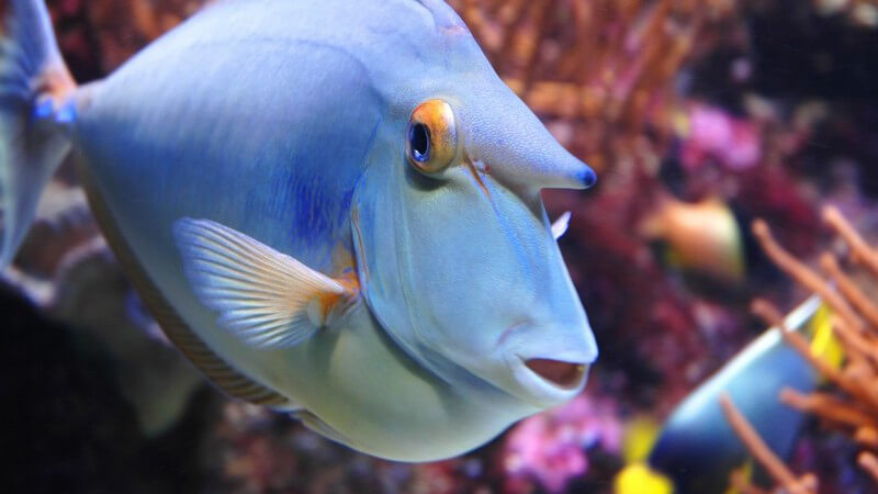 Algen von Kunstpflanzen im Aquarium entfernen