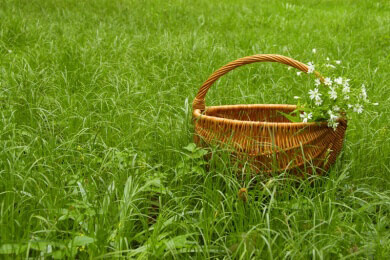 Tausendgüldenkraut in der Natur und Heilkunde