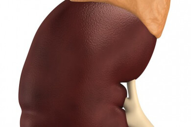 Transplantation einfach erklärt - Arten, Anwendungsgebiete und Ablauf